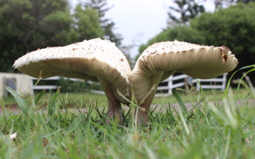 Mushroom - Norfolk Island by Grant Charsley