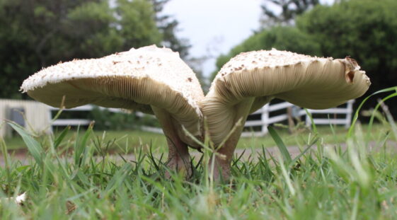 Mushroom - Norfolk Island by Grant Charsley