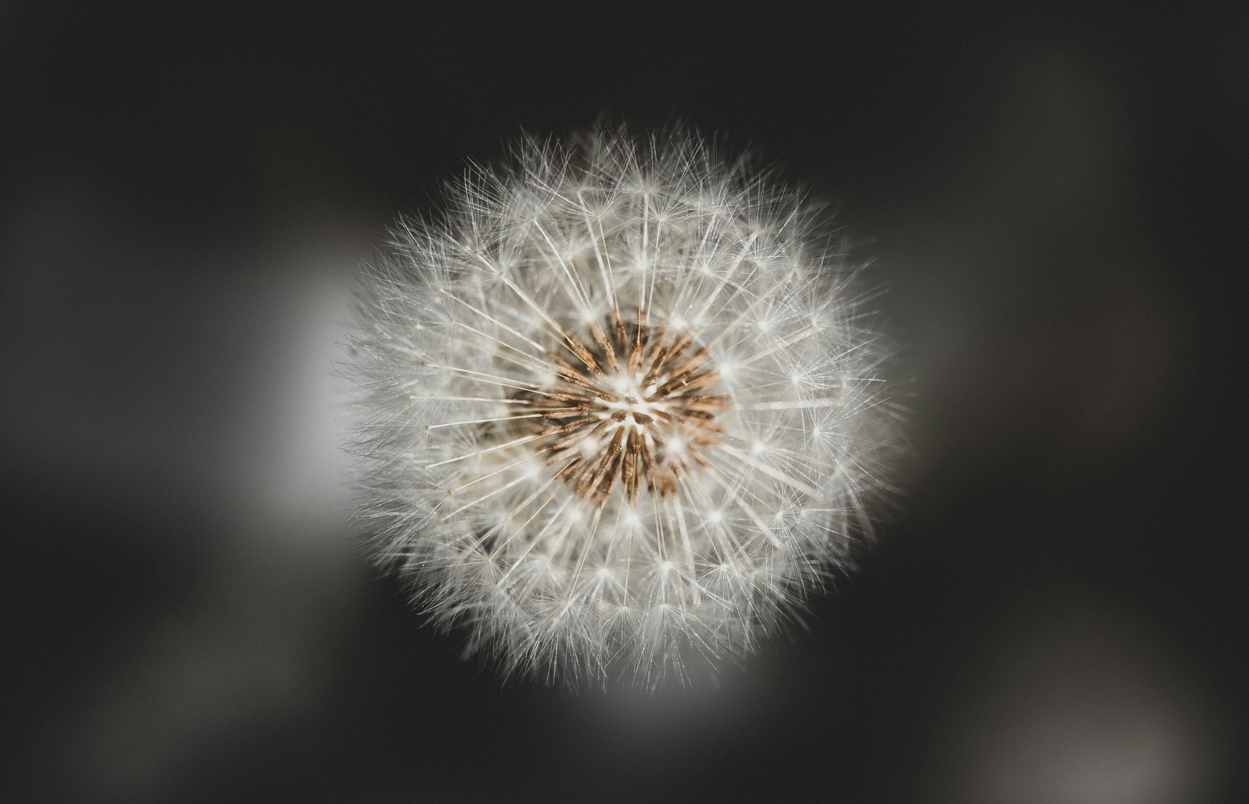 Dandelions seeds by Andreas Haslinger