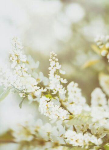 White flowers in sunlight by Natalie Kinnear