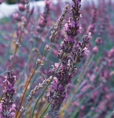 Lavender in a field by Tayla Kohler