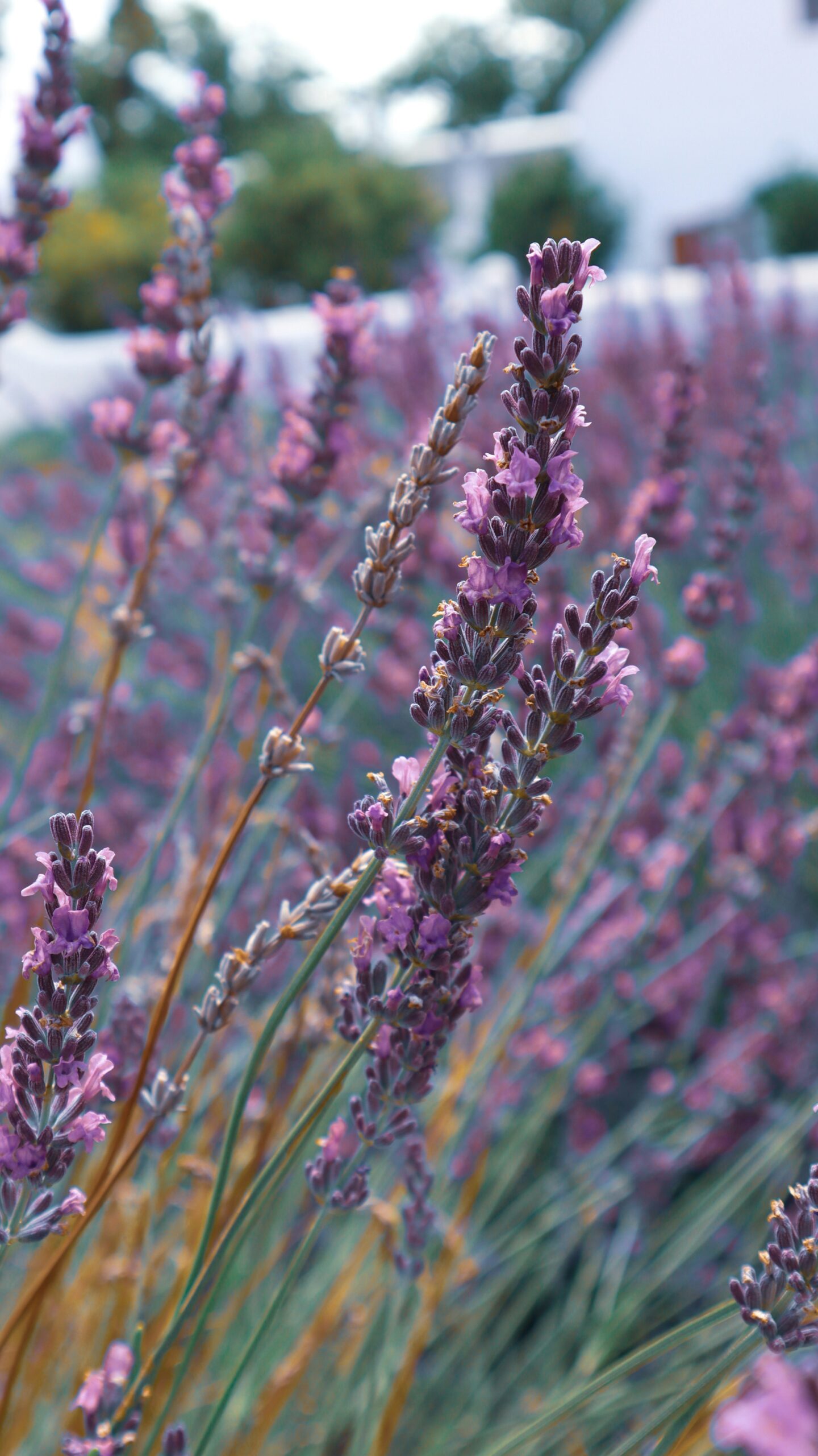 Lavender in a field by Tayla Kohler